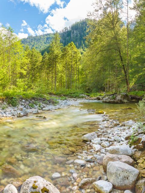 Bergbach fließt durch schottriges Bachbett, an seinem Ufer wachsen frühlingsgrüne Buchen.
