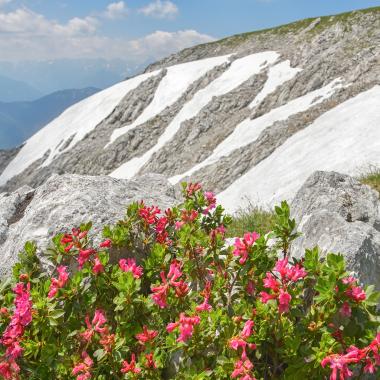 Alpenrosen vor einem teils Schnee bedeckten Hang am Nockplateau im Sengsengebirge im Nationalpark Kalkalpen.