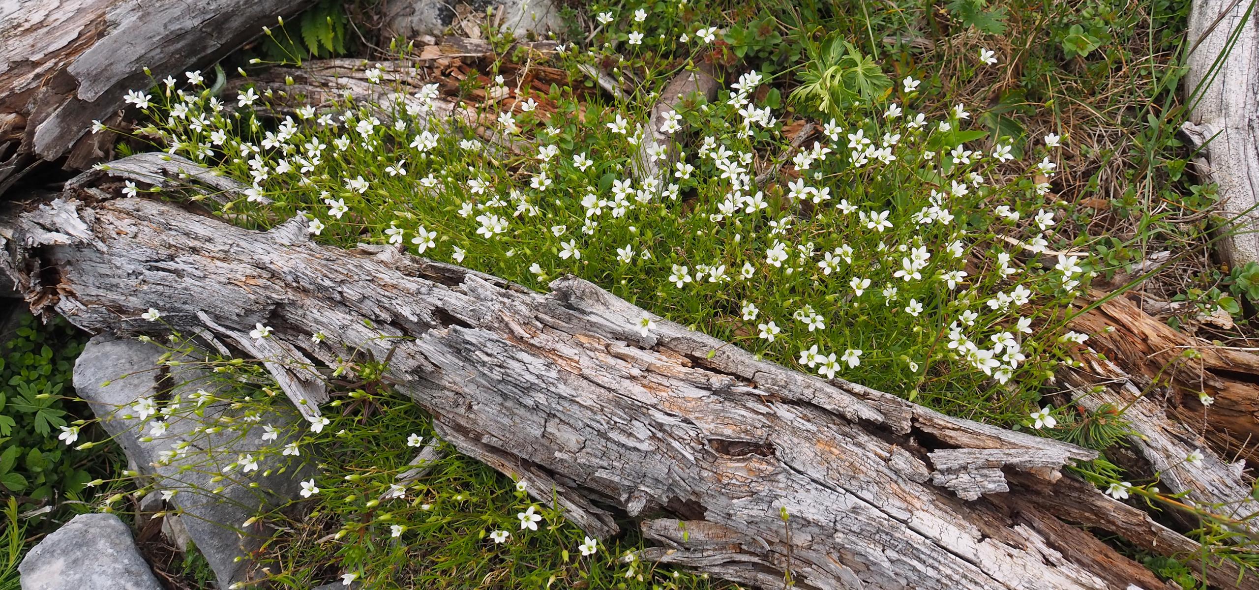 Unter liegendem Totholz sprießen junge Alpenpflanzen