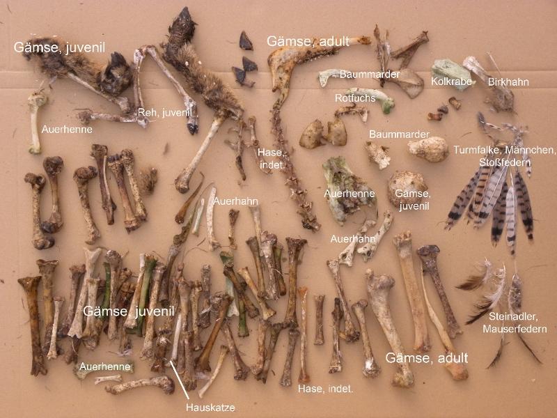 Nahrungsreste aus einem Steinadlerhorst wie Knochen und Federn sind sortiert und beschriftet