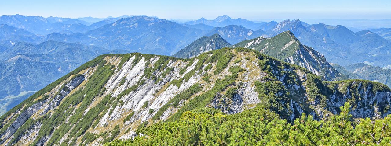 Alpine Gipfellandschaft mit Latschen