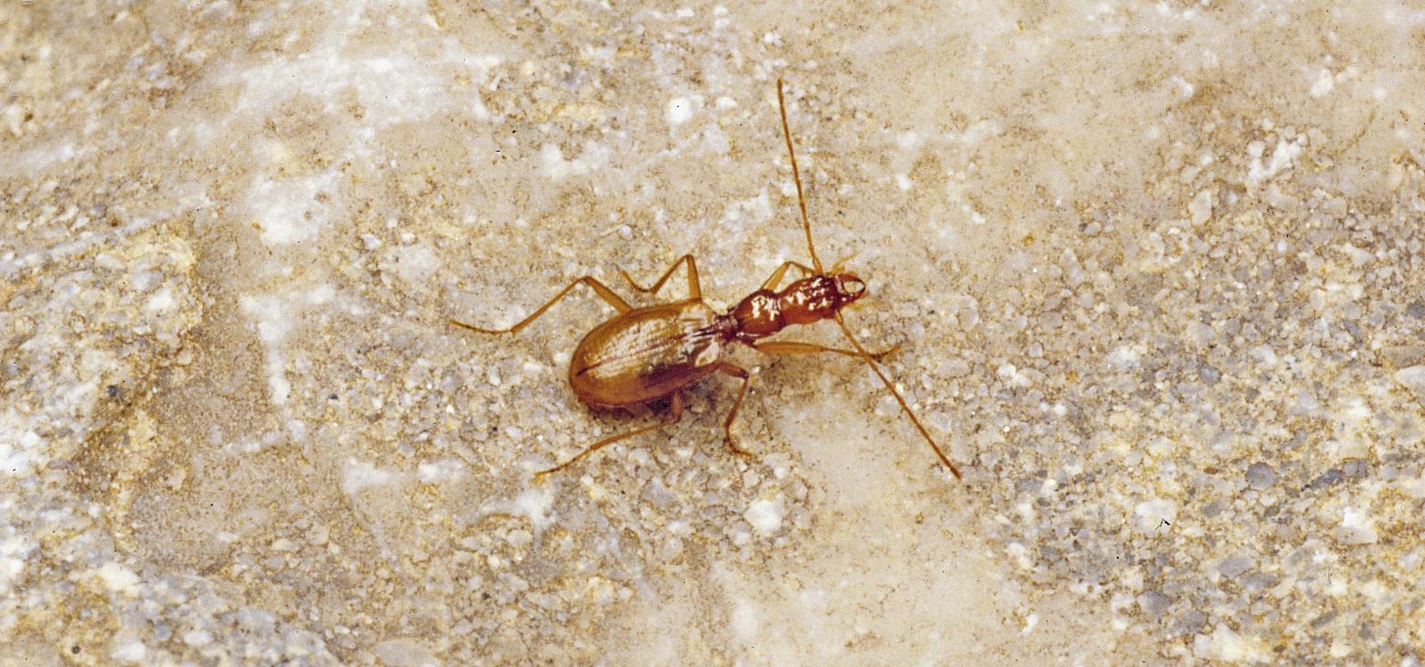 Kleiner brauner Käfer mit langen Fühlern sitzt auf  Stein