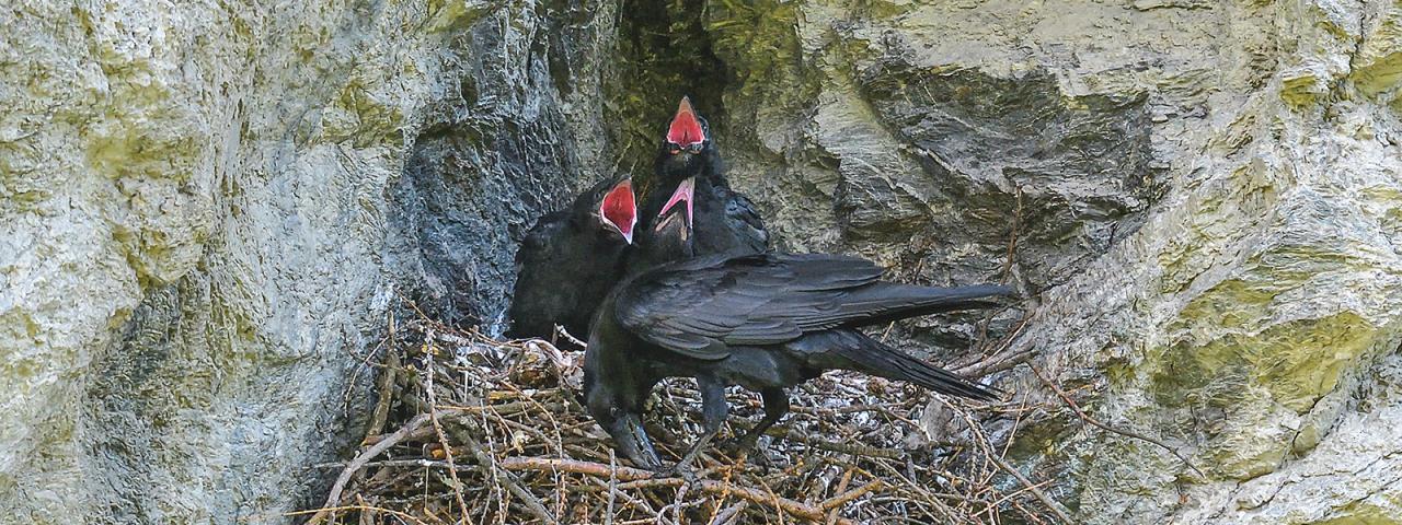 Altvogel fütter drei junge Kolkraben im Nest