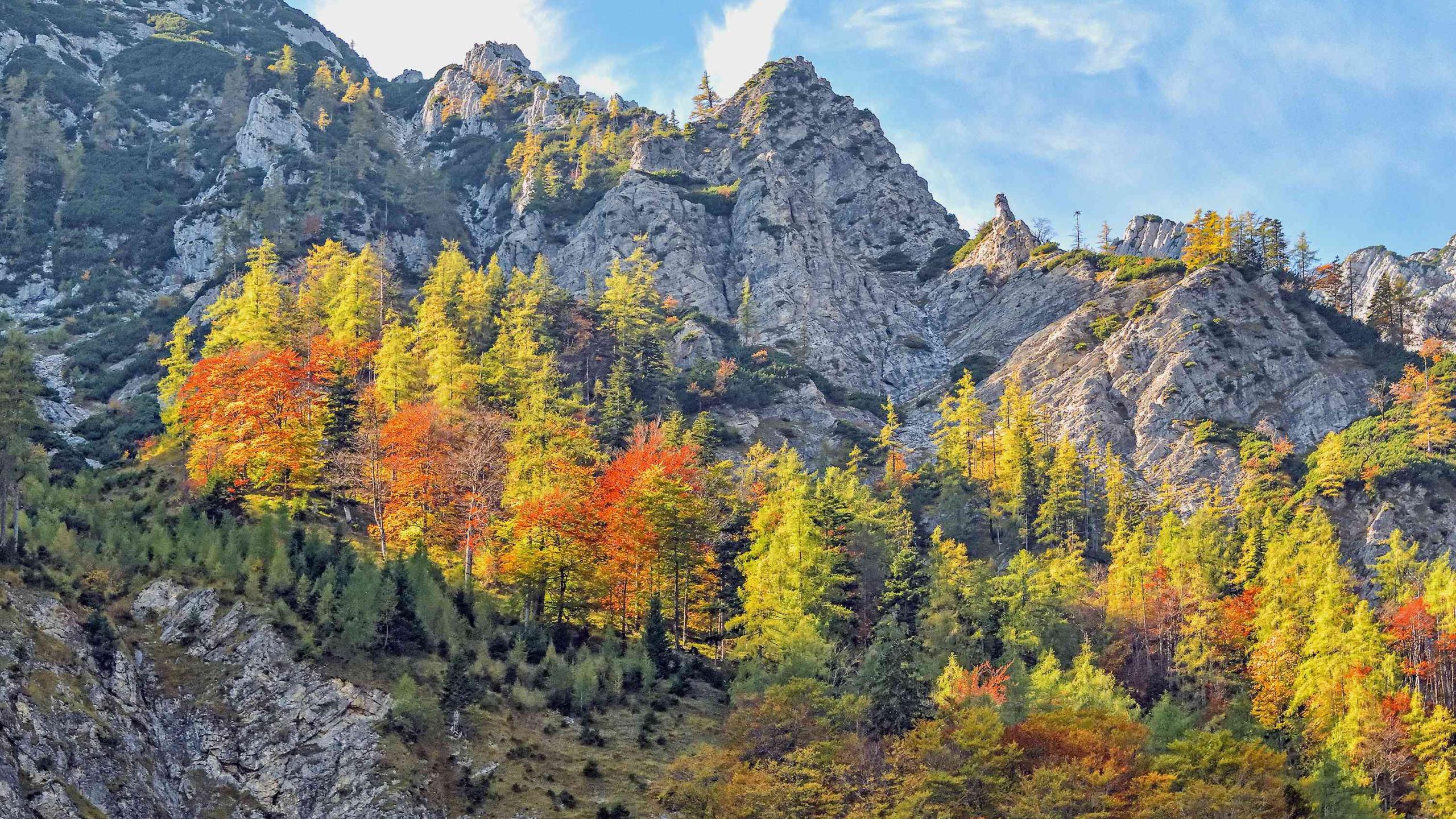 Herbstlich gefärbter Buchen-Lärchenwald wächst Inselartig mitten in steilem Felsgelände