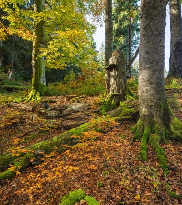 tämmen und liegendes Totholz in lichtem Wald. Mit der einsetzenden Herbstfärbung leuchten die Buchenblätter in verblassendem grün und intensiven Gelb-und Orangetönen