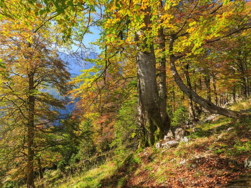 Mächtige, herbstlich gefärbte Buchen stehen auf Berghang