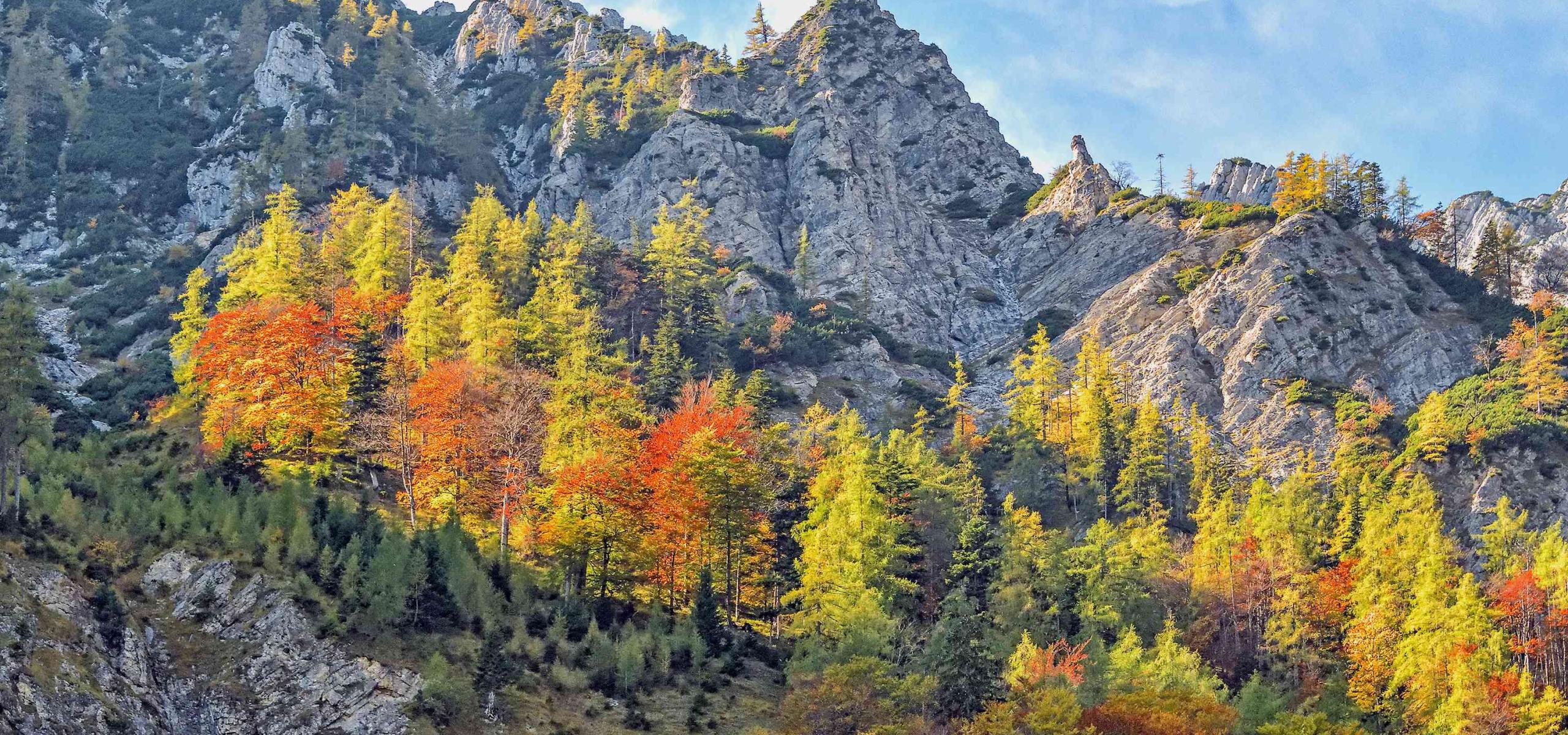 Herbstlich gefärbter Buchen-Lärchenwald wächst Inselartig mitten in steilem Felsgelände