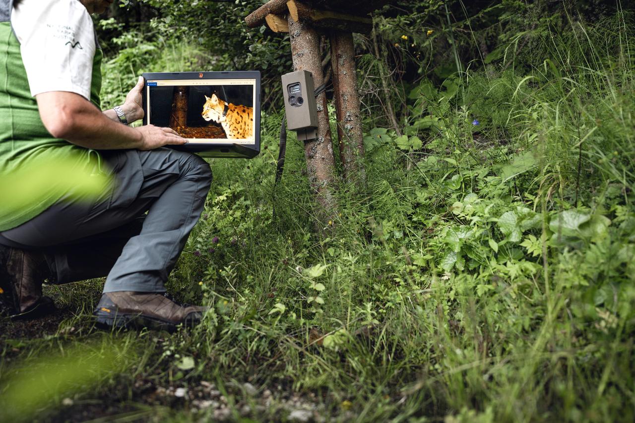 Mitarbeiter zeigt auf Laptop ein Fotofallenbild von Luchs