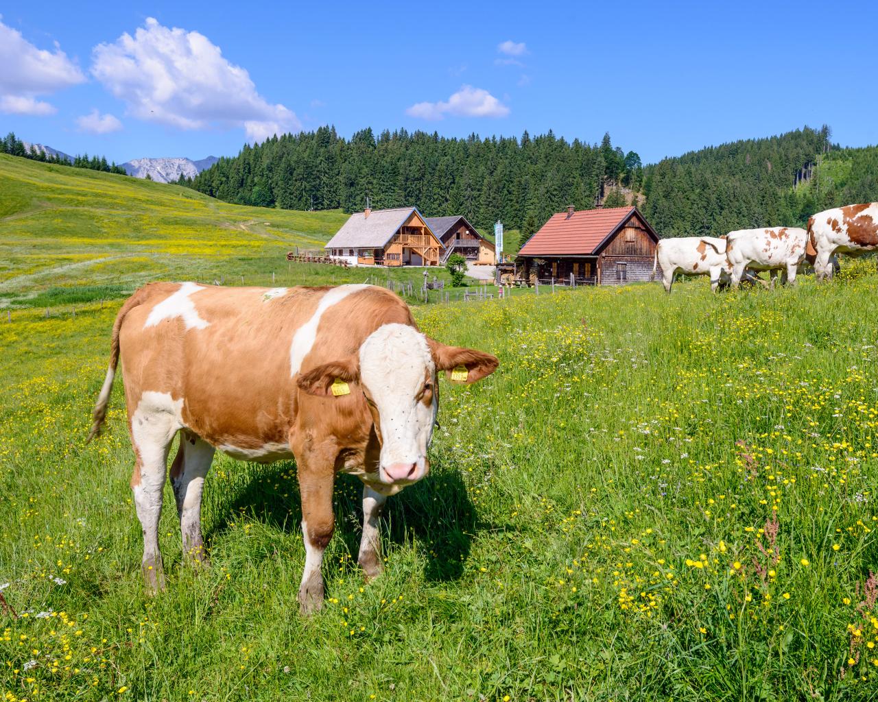 Vor einem Almgebäude weiden Kühe auf einer blühenden Sommerwiese