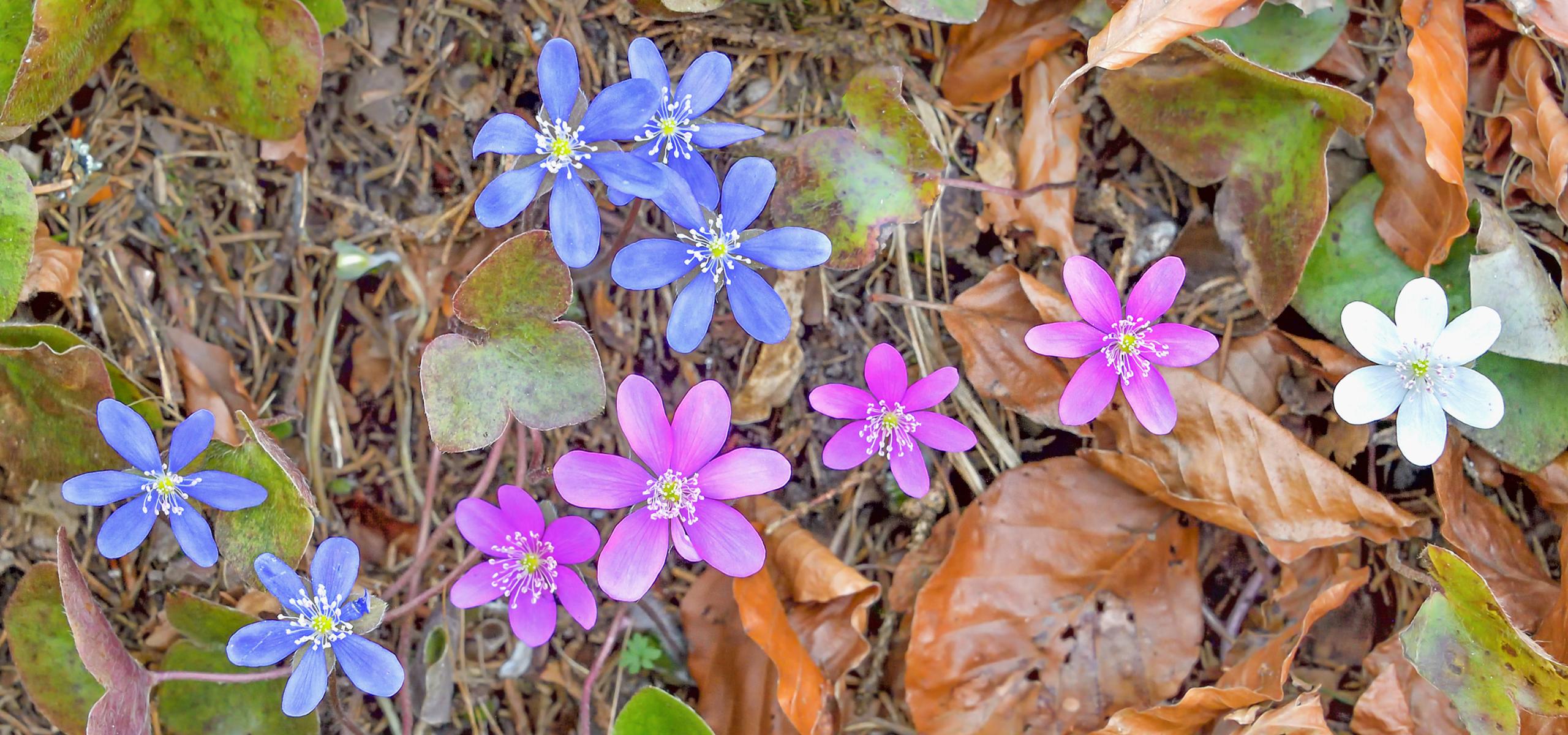 Kleine Leberblümchenblüten in drei Farbvarianten rosa blau und weiß
