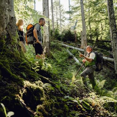 Geführte Rangertour in Waldwildnis mit alten Bäumen