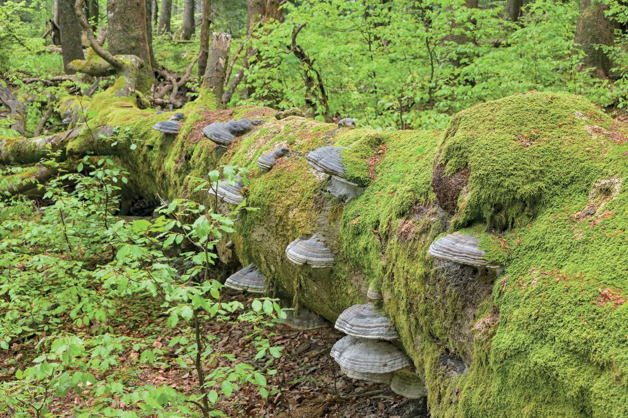 Totholz Buchenstamm mit Baumschwämmen liegt am Waldboden