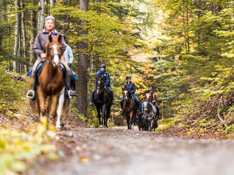 Ein Reiweg führt vier Erwachsene auf Pferden durch einen herbstlichen Buchenwald