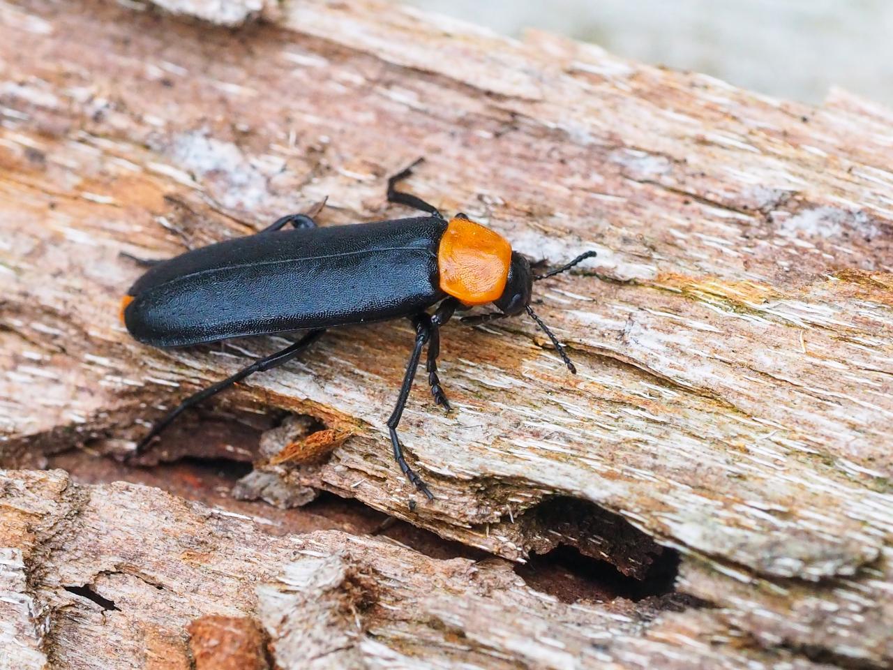 Schwarzflügeliger Käfer mit orangem Nackenschild