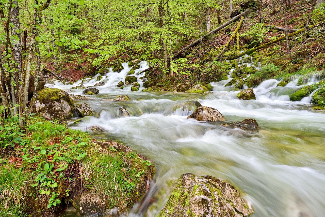In frühlingsgrünem Wald strömt aus mehreren Quellhorizonten Schmelzwasser heraus