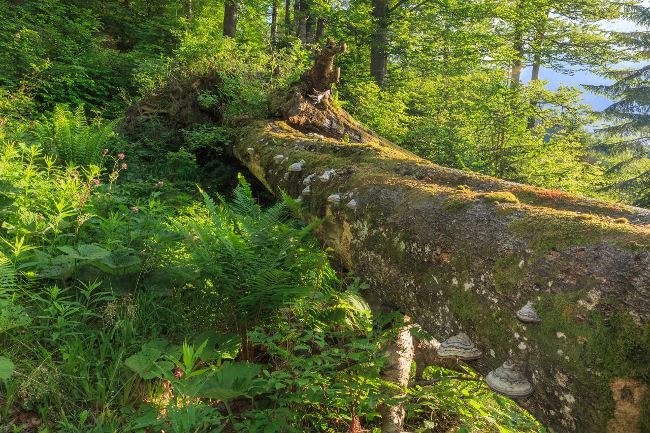 Sommergrüner Buchenwald mit liegendem Totholzstamm