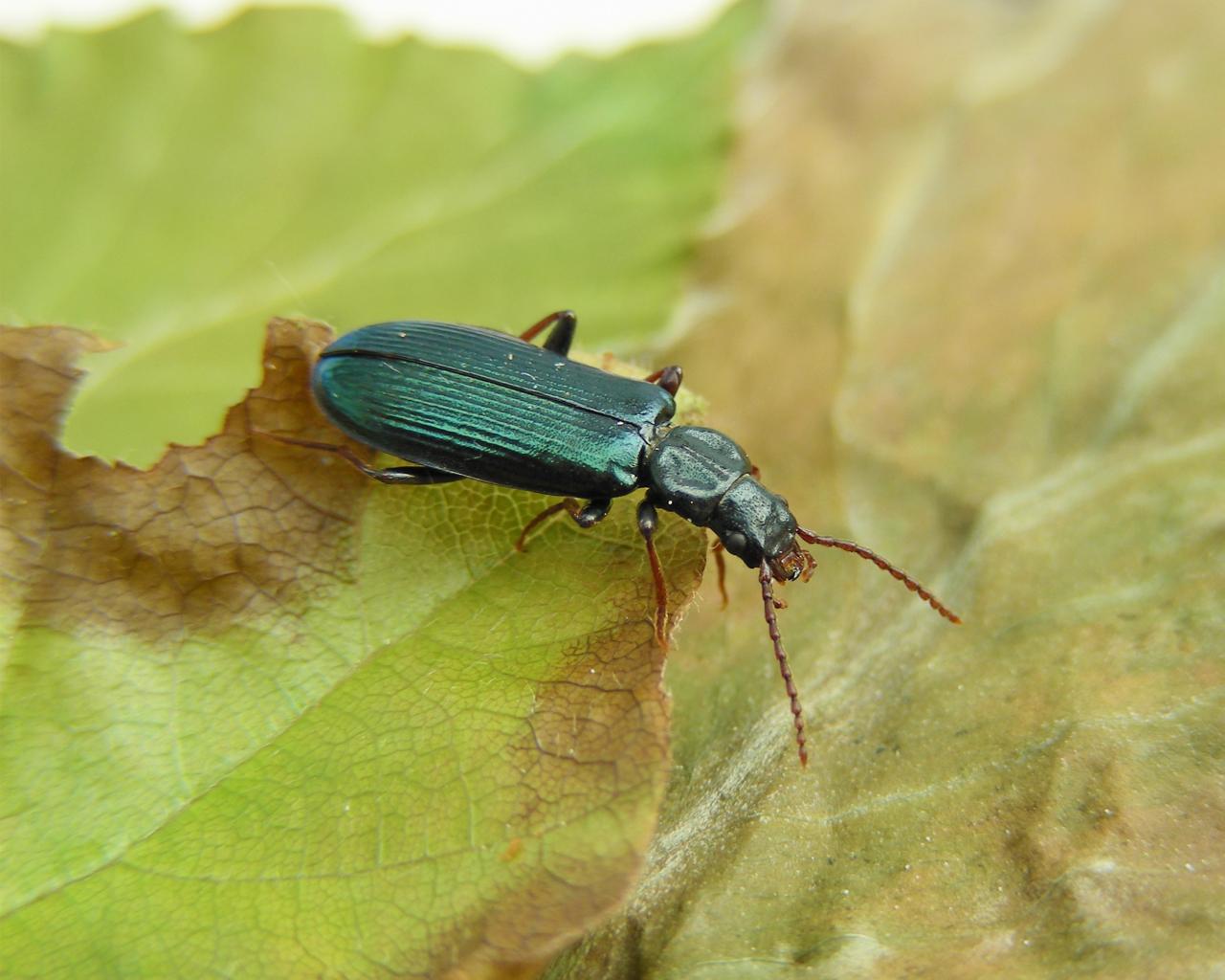 Metallisch grüner schimmernder Käfer sitzt auf Blatt
