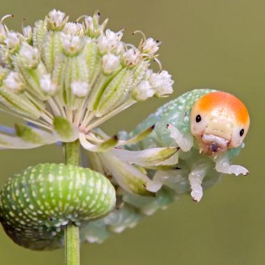 Grüne Schmetterlingsraupe mit orange gefärbten Kopf hält sich an Blütenstängel fest