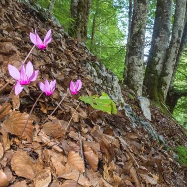 Lila Zyklamenblüten wachsen aus mit Buchenlaub bedecktem Waldboden