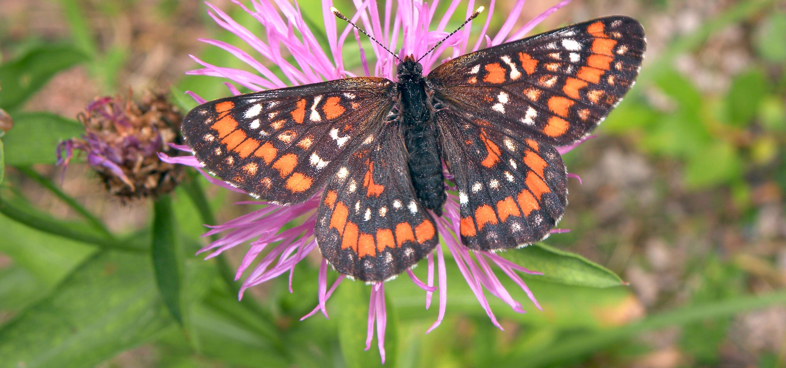 Ein orange braun gefärbter Falter mit sitzt geöffneten Flügeln auf rosaBlüte