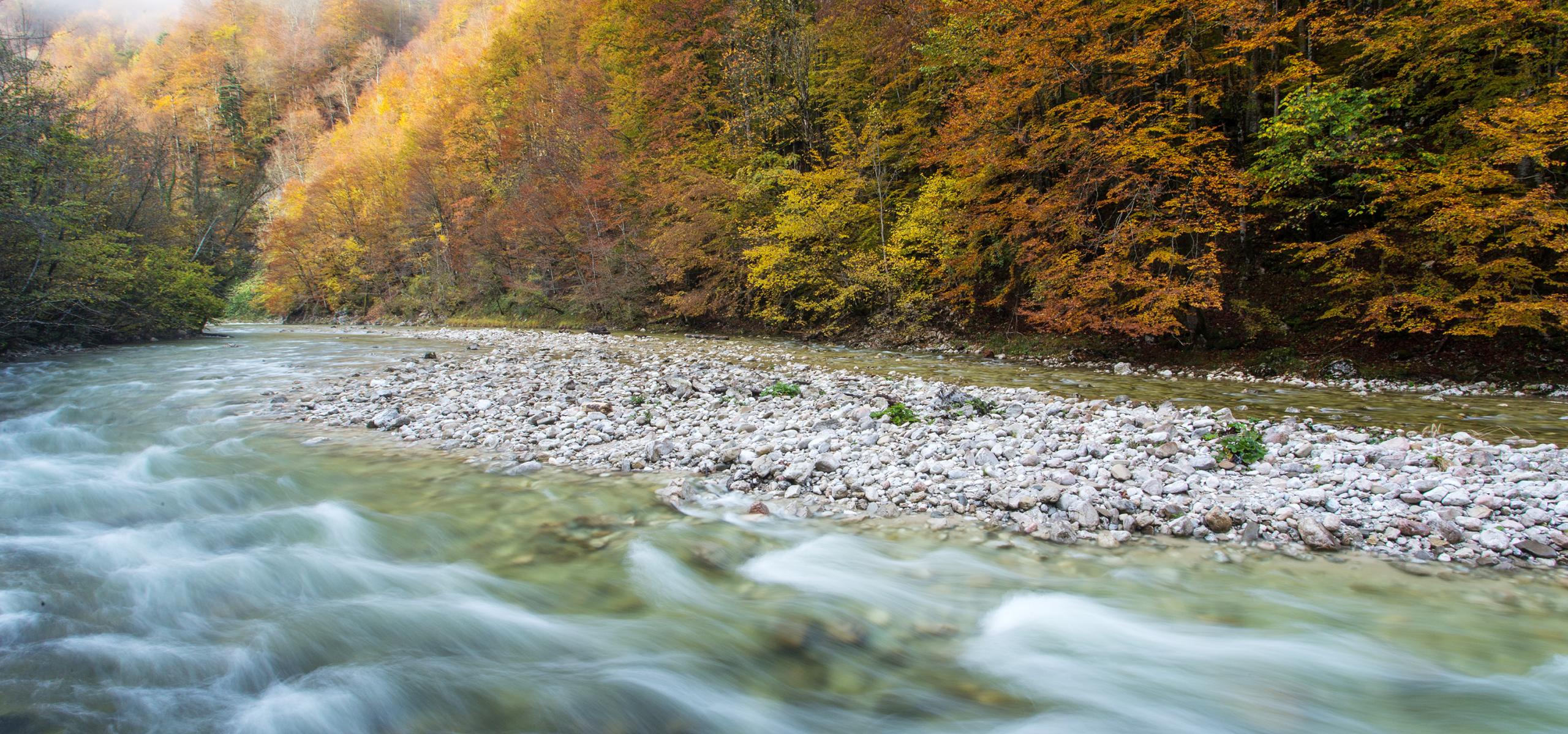 Bach umfließt eine Schotterinsel, sein Ufer begleitet ein herbstlich gefärbter Buchenwald