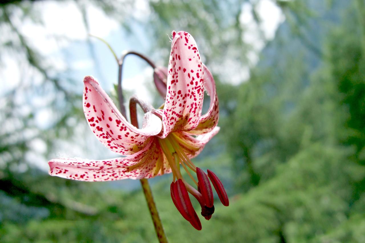 Rosafarbene Blüte von Türkenbund-Lilie