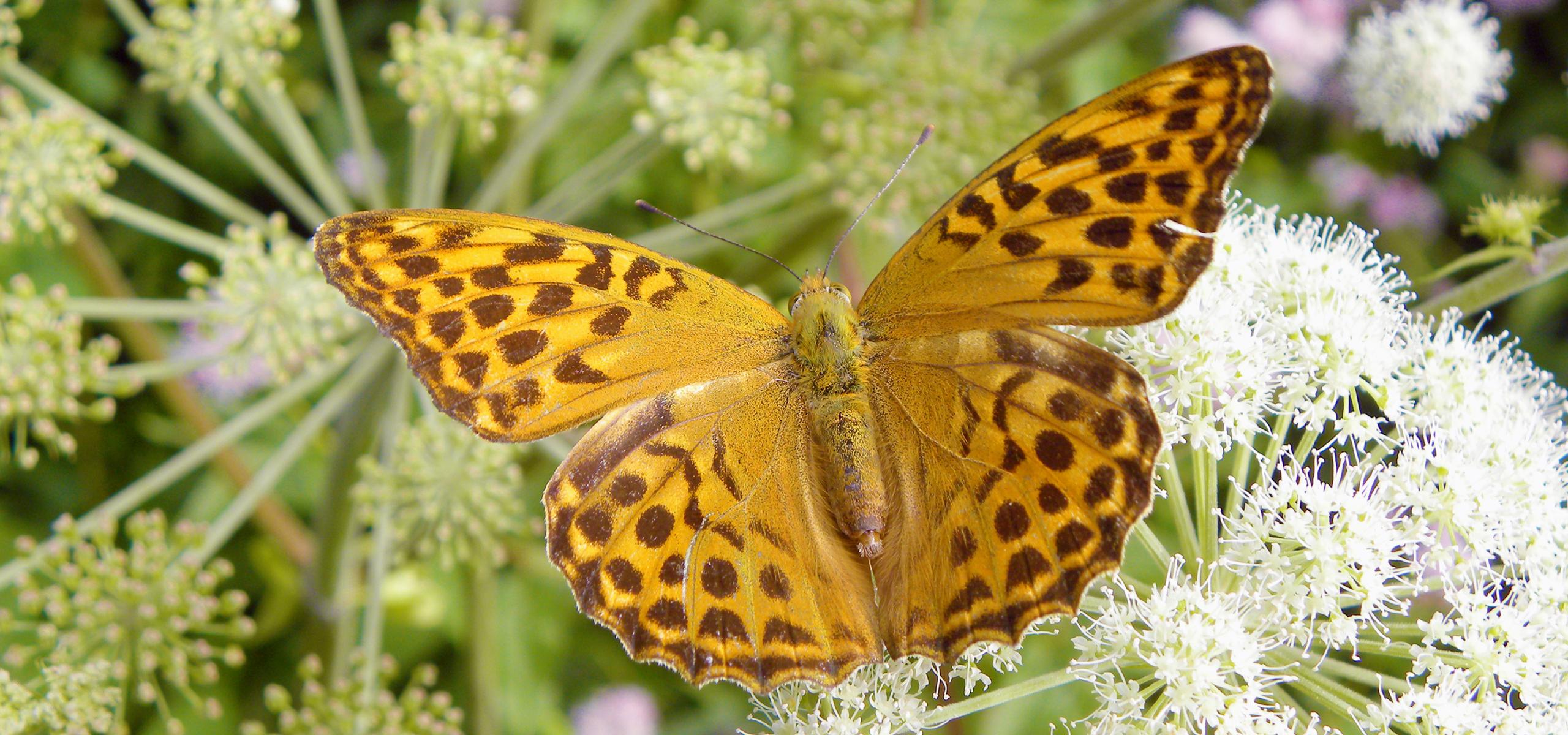 Schmetterling mit orange braun gefärbten Flügeln sitz auf weißer Blüte
