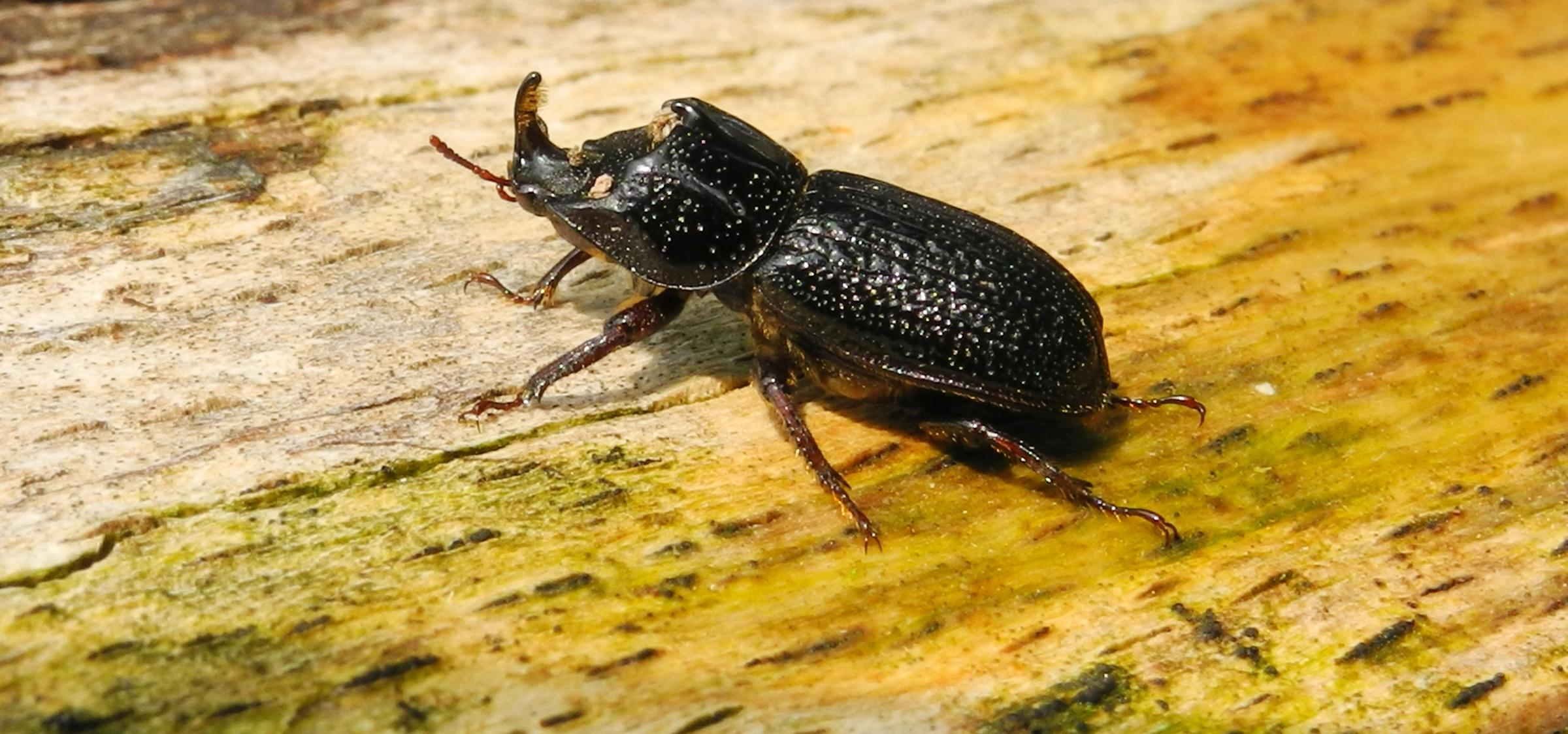 Schwarzbraun gefärbter Käfer mit Horn am Kopf krabbelt über Totholzstamm
