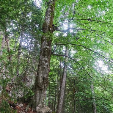 Buche mit knorrigem Stamm steht in felsdurchsetztem Waldgelände