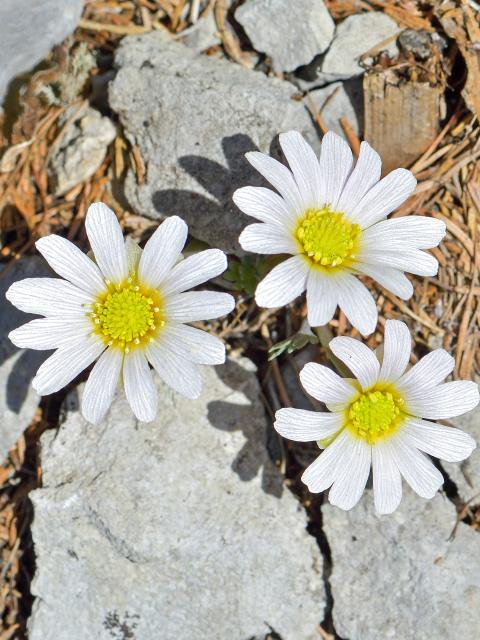 Zwischen Kalkgestein blühen drei zierliche weiße Anemonen Schmuckblumen mit gelben Blütenkorb