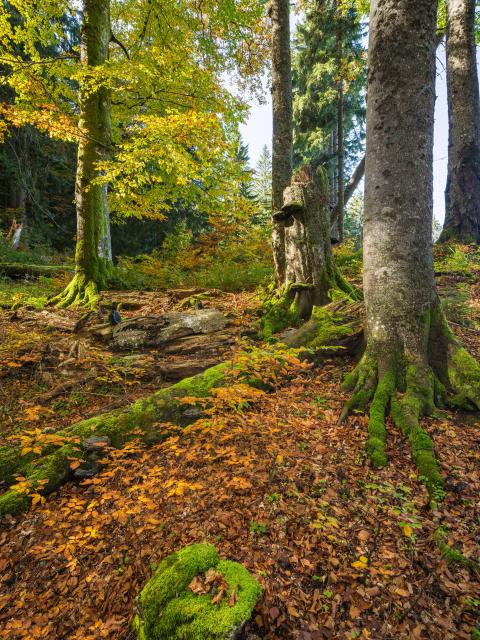 tämmen und liegendes Totholz in lichtem Wald. Mit der einsetzenden Herbstfärbung leuchten die Buchenblätter in verblassendem grün und intensiven Gelb-und Orangetönen