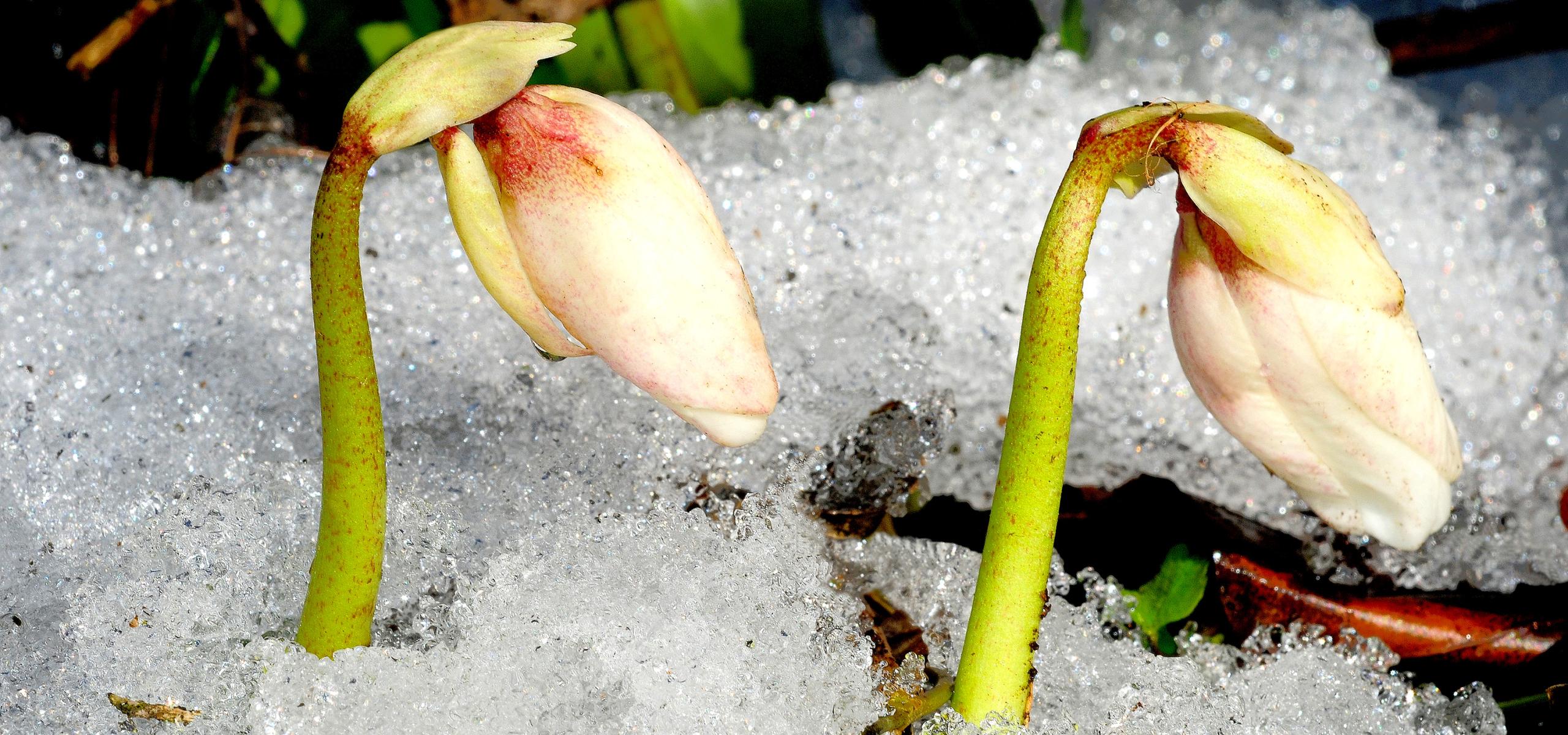 Zwei Schneerosen stecken ihre Blütenknospen durch Schnee