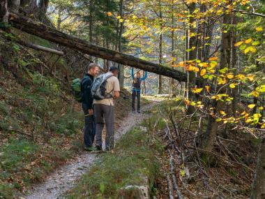 Eine Frau stützt sich auf umgestürzten Baumstamm und zwei Männer folgen ihr auf einem Wanderweg