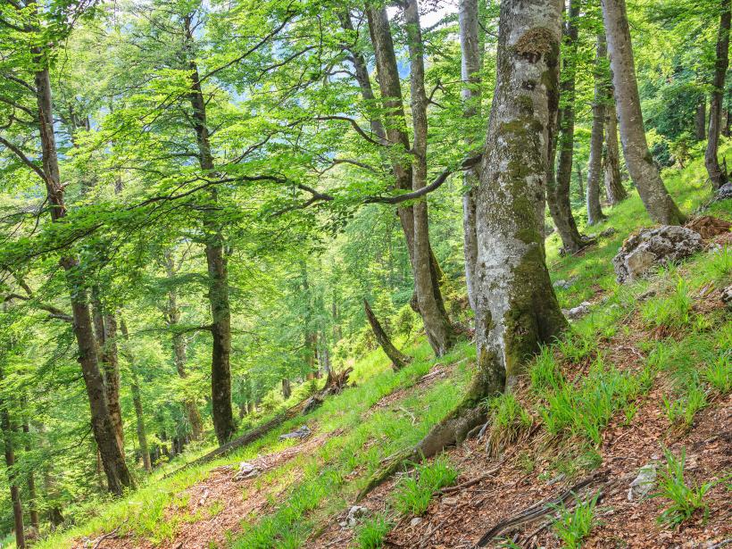 Auf steilem grasbewachsenen Berghang stehen Buchen deren Stämme leicht gekrümmt aus dem Boden wachsen. Dazwischen liegt bereits gebrochenes Totholz am Boden.