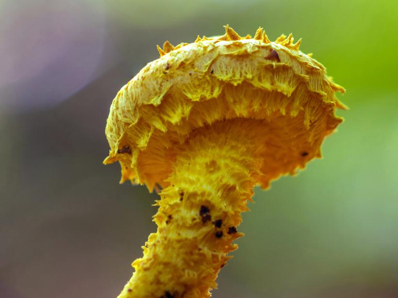 Safrangelber Pilz wächst aus Totholz