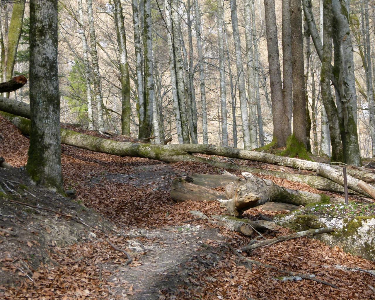 Umgestürzte Bäume liegen über einem Wanderweg im Wald