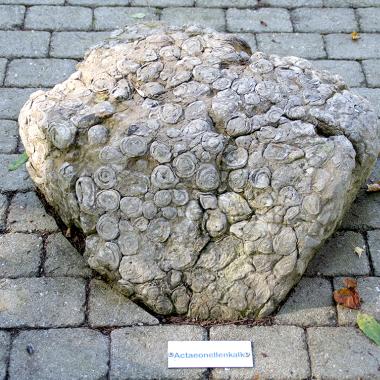 Großer Stein mit versteinerte Muscheln