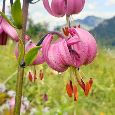 Hellpurpurrote turbanähnliche Blüten der Türkenbund-Lilie
