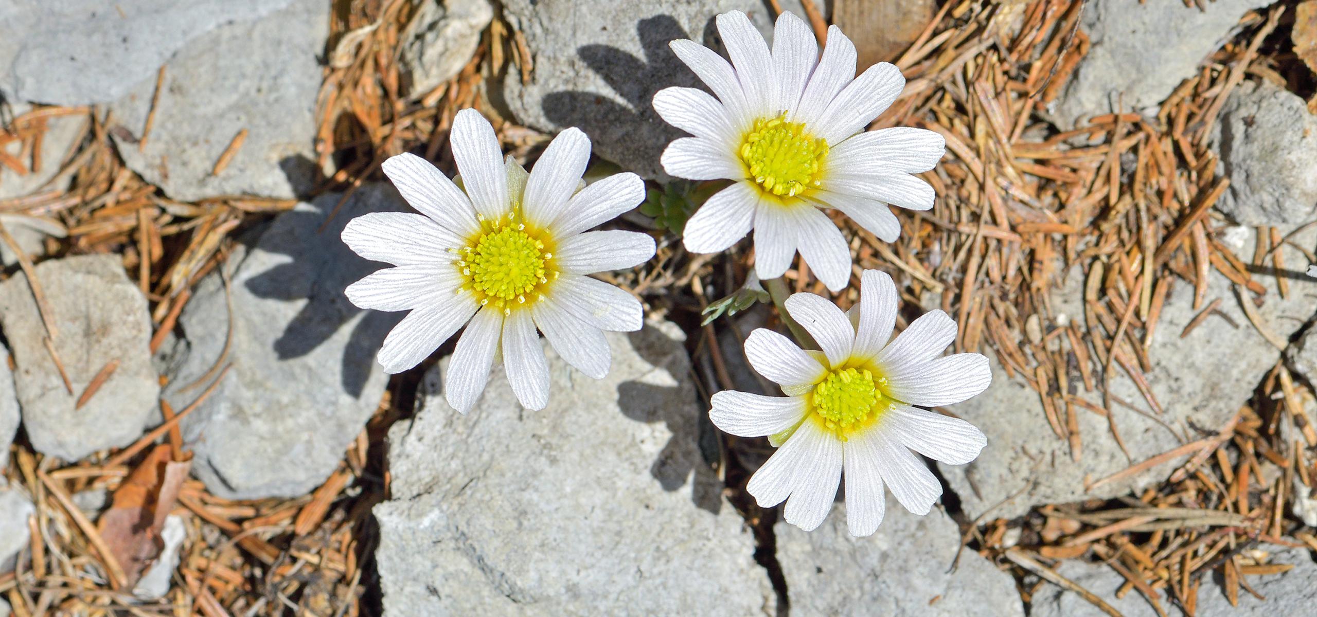 Zwischen Kalkgestein blühen drei zierliche weiße Anemonen Schmuckblumen mit gelben Blütenkorb