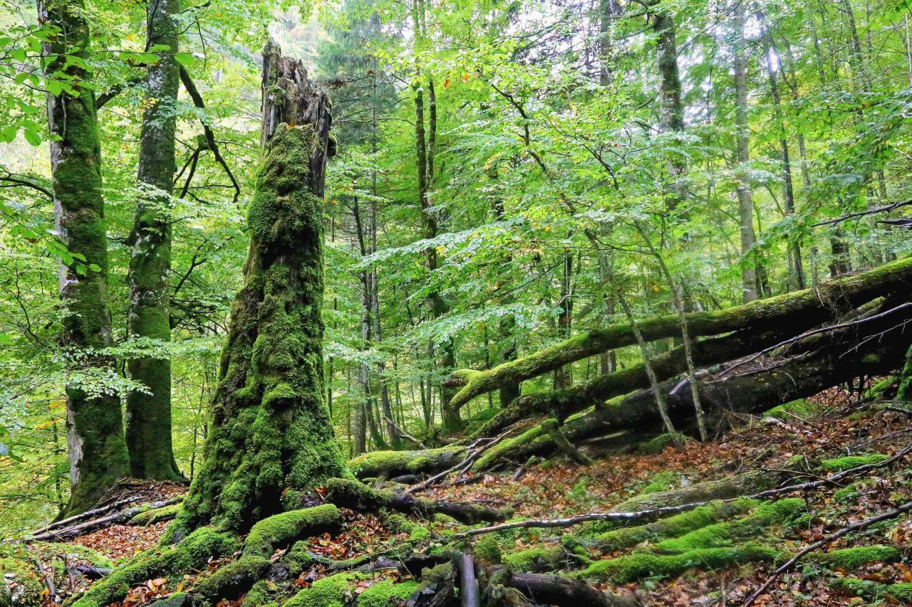Buchenurwald mit bemoosten stehenden und liegenden Totholz