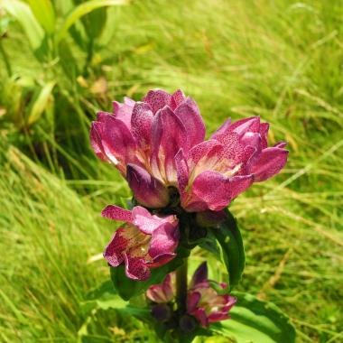 Braunviolette Blüten des Ostalpen Enzians