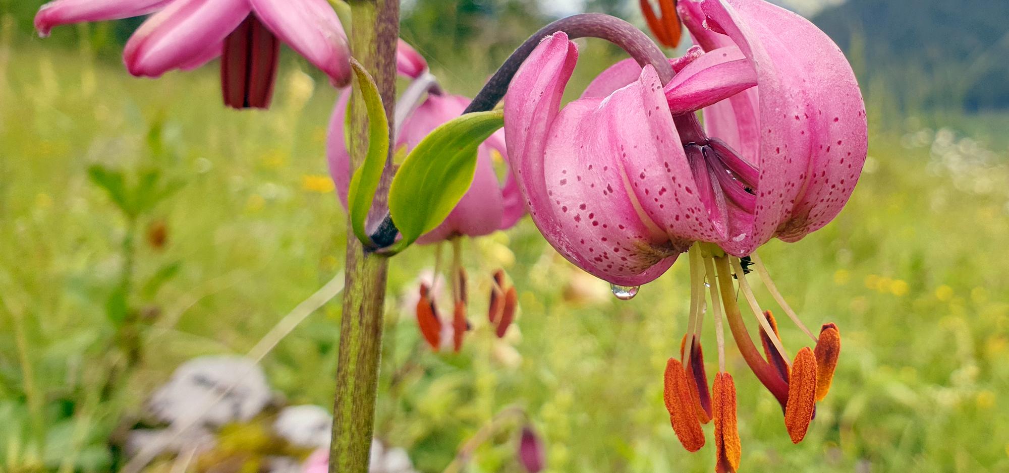Hellpurpurrote turbanähnliche Blüten der Türkenbund-Lilie