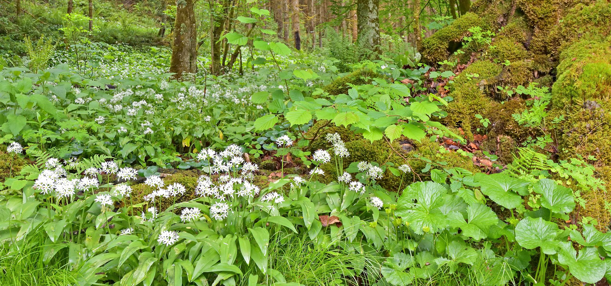 Blühender Bärlauch in einem Auwaldgebiet