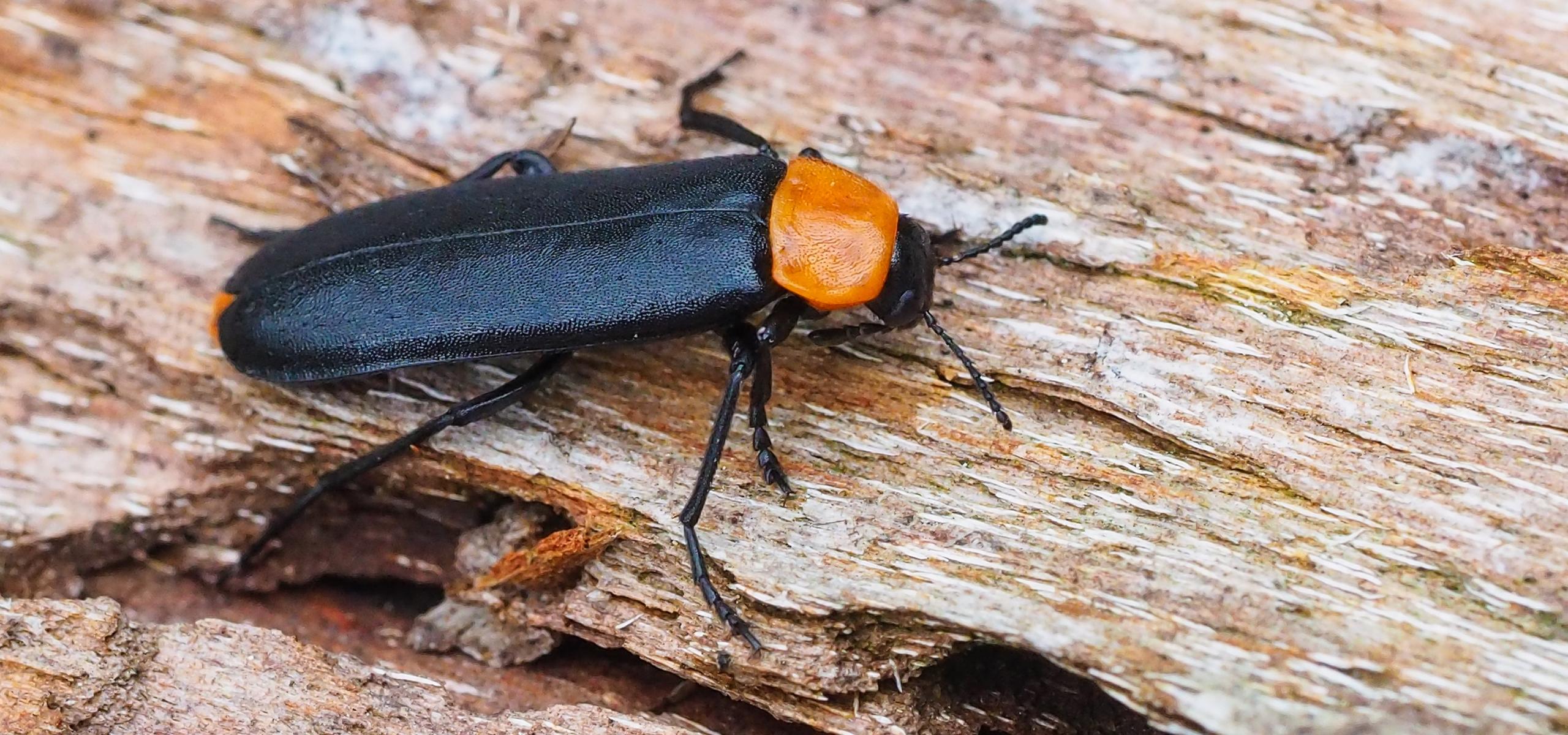 Rothalsiger Düsterkäfer, schwarz orange gefärbter Käfer mit langestrecktem Körper sitzt auf Totholz