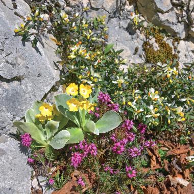 Blühende gelb- und rosafarbene Alpenblumen in Felsspalte
