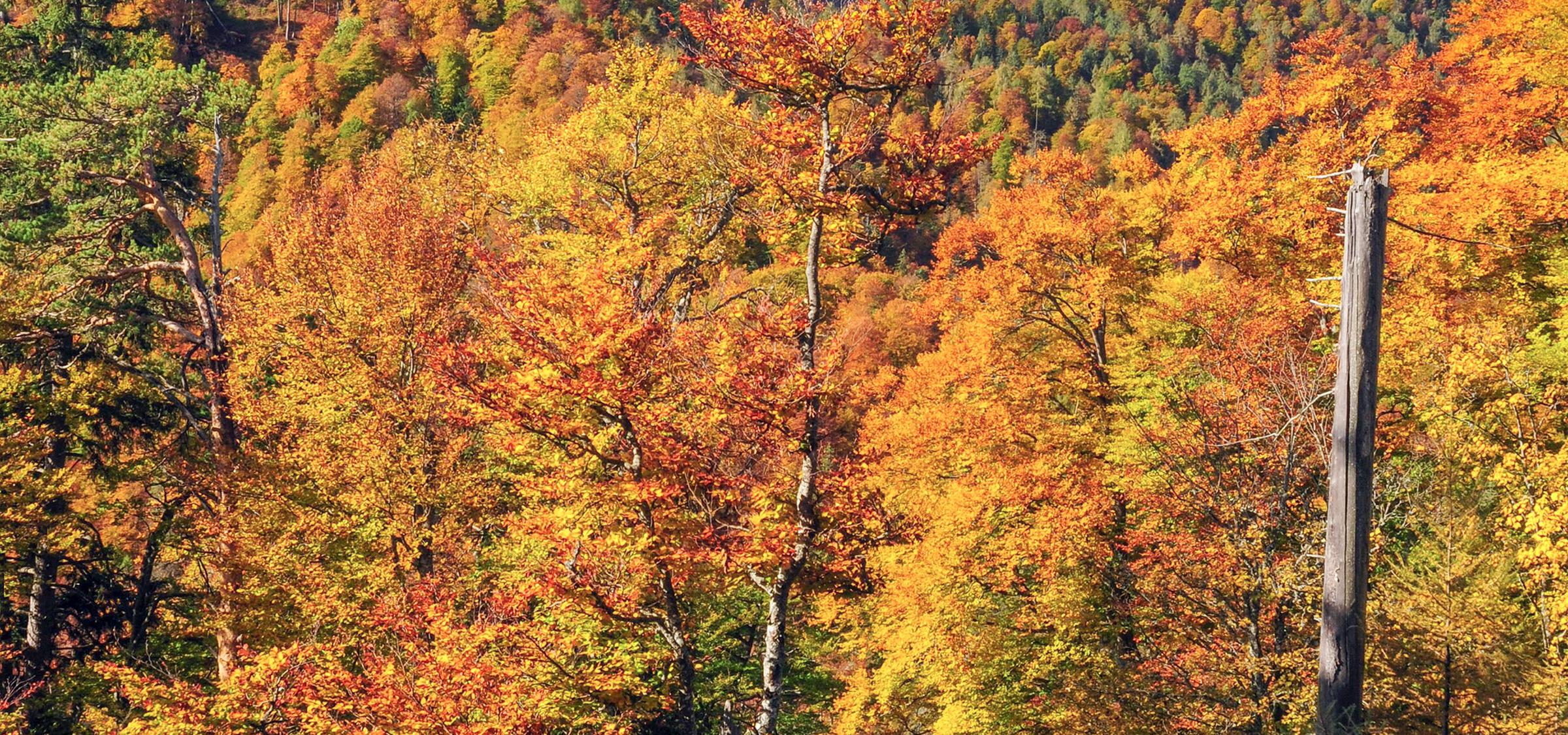 Waldwildnis im Nationalpark Kalkalpen mit herbstlich gefärbte Buchen