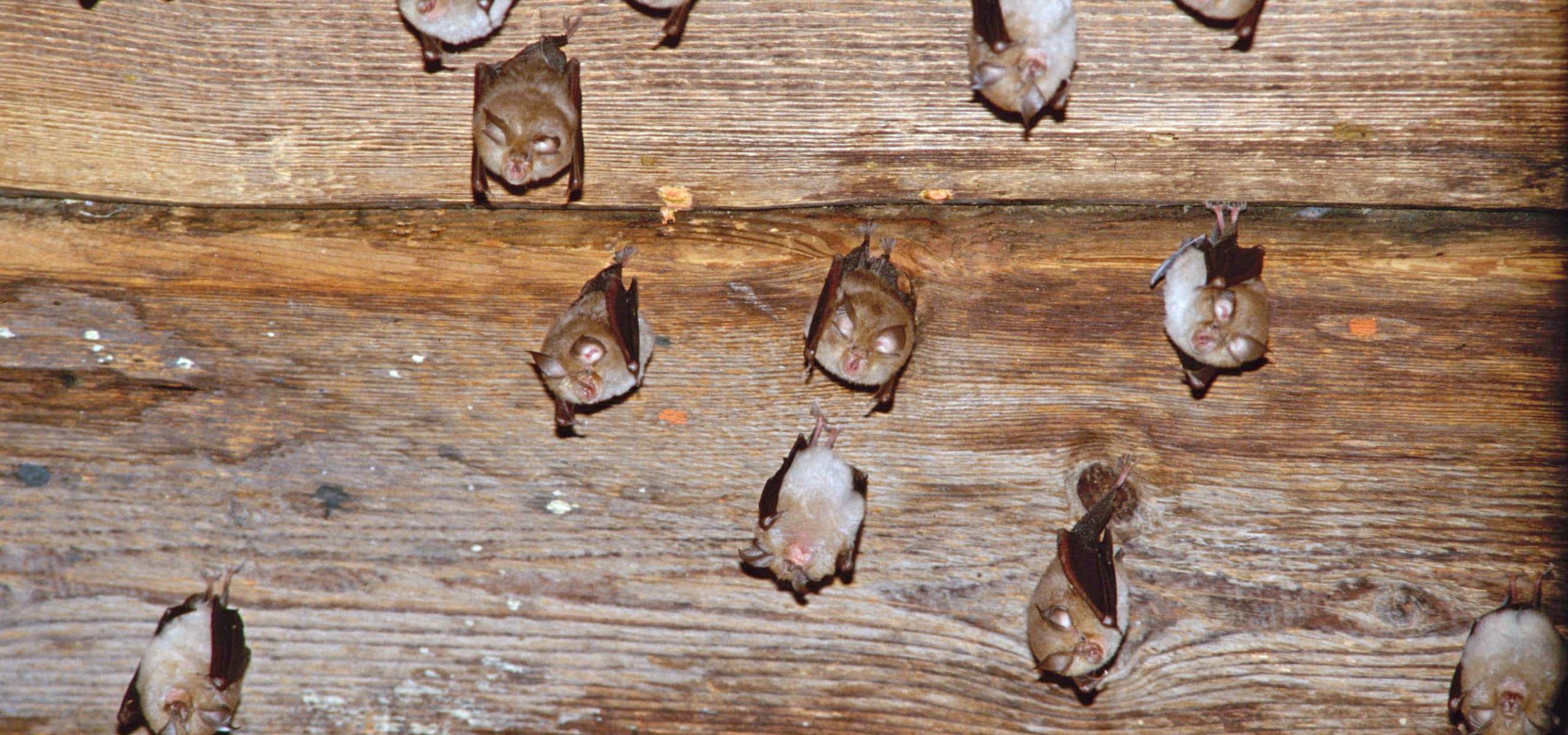 Kleine Fledermäuse hängen Kopfüber von Holzdecke