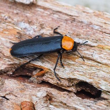 Rothalsiger Düsterkäfer, schwarz orange gefärbter Käfer mit langestrecktem Körper sitzt auf Totholz