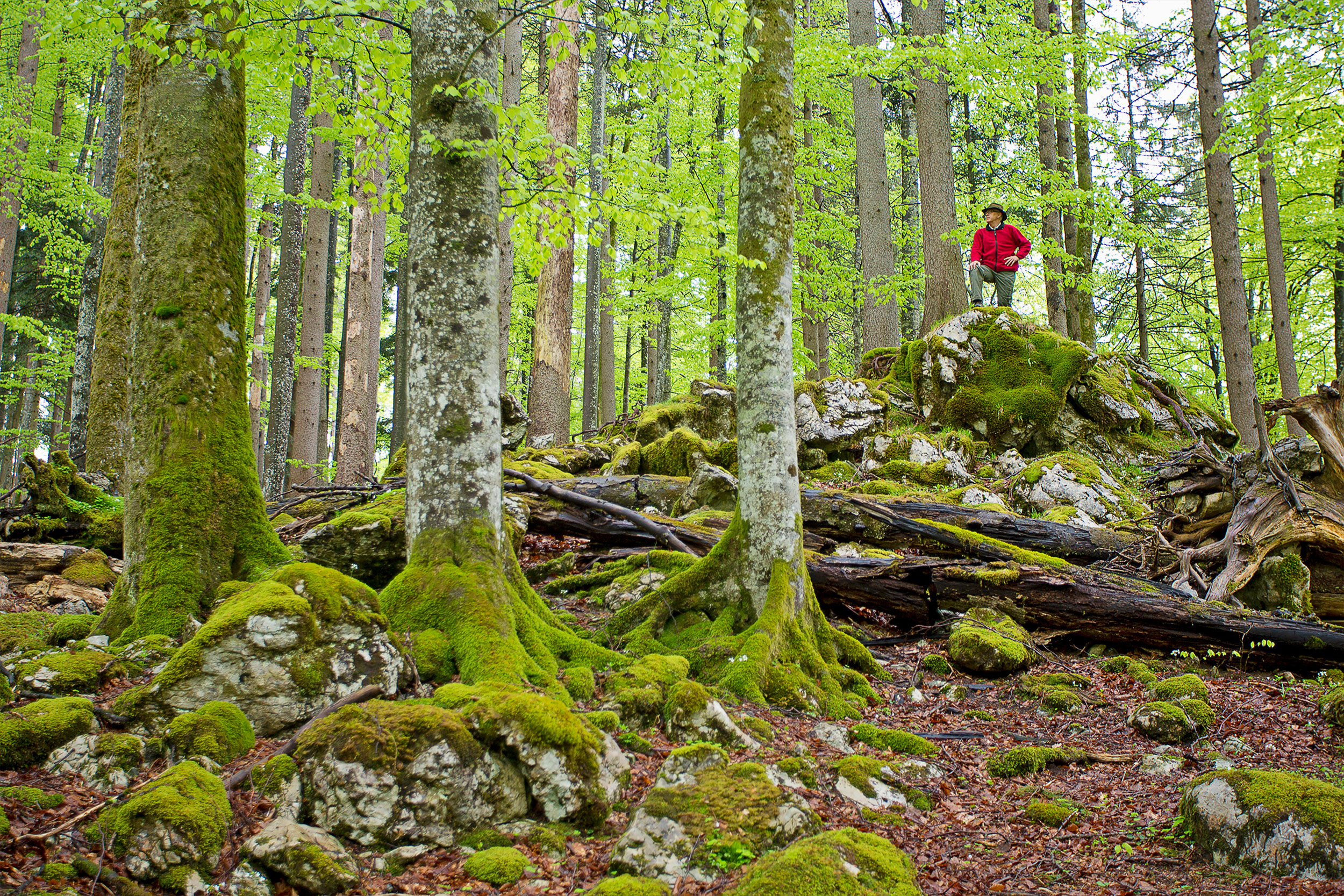 Auf einem Felsen im Buchenwald steht ein Wanderer und betrachtet das frische Buchenlaub